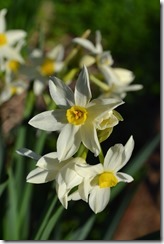 Jonquil flowers