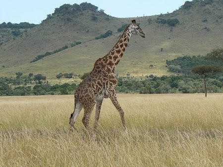 14. Girafa in Tanzania.JPG