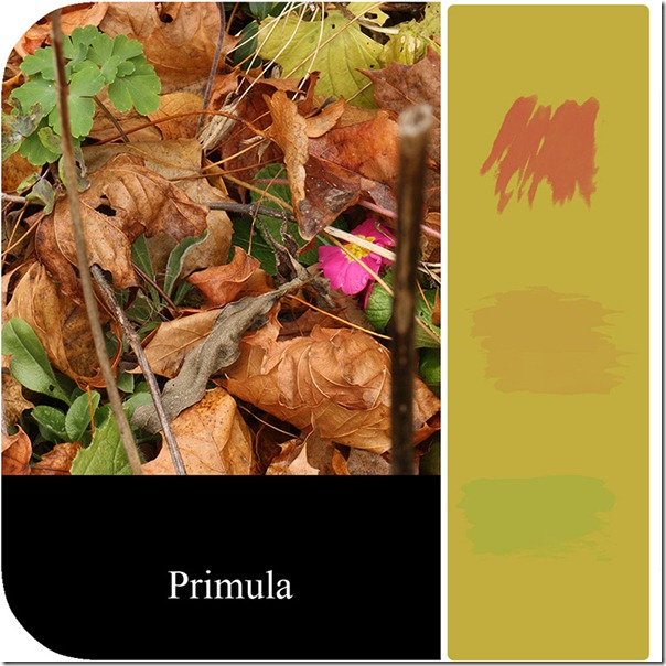 Colour block Primula with brushes