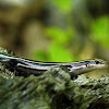 American Five-Lined Skink