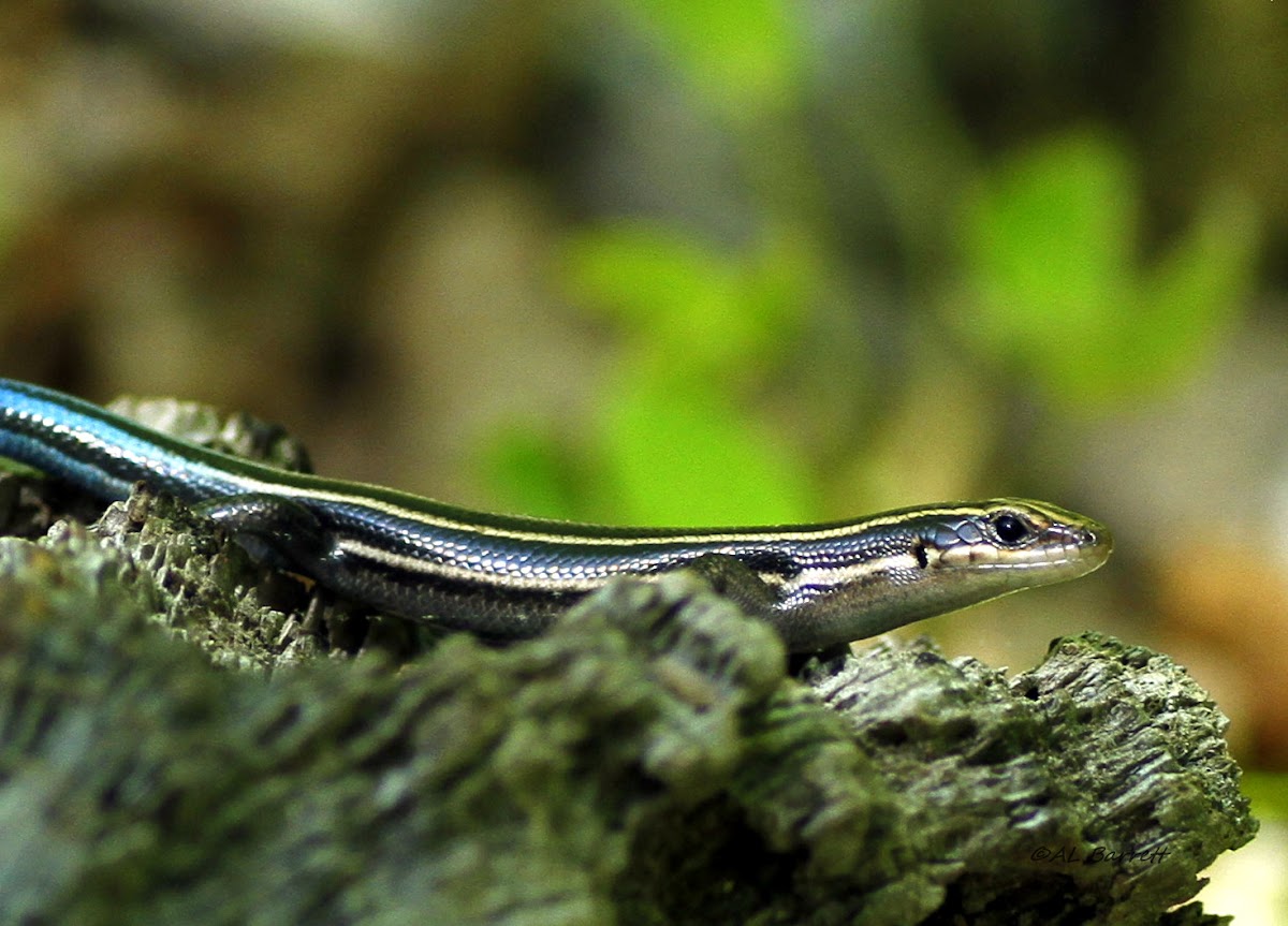 American Five-Lined Skink