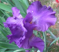 Spring 2012 blue iris2