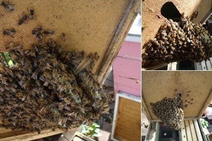 View yellow swarm hive comb removal