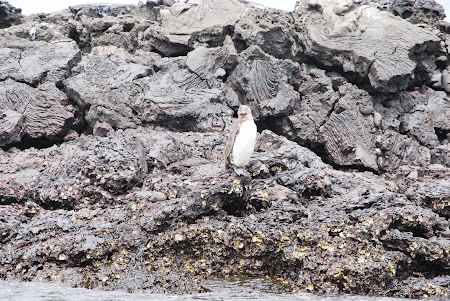 Imagini Galapagos: pinguin imperial