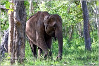 _P6A1690_wild_elephants_mudumalai_bandipur_sanctuary 