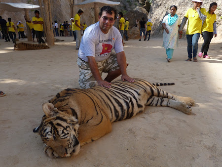 Templul tigrilor Thailanda - tigru