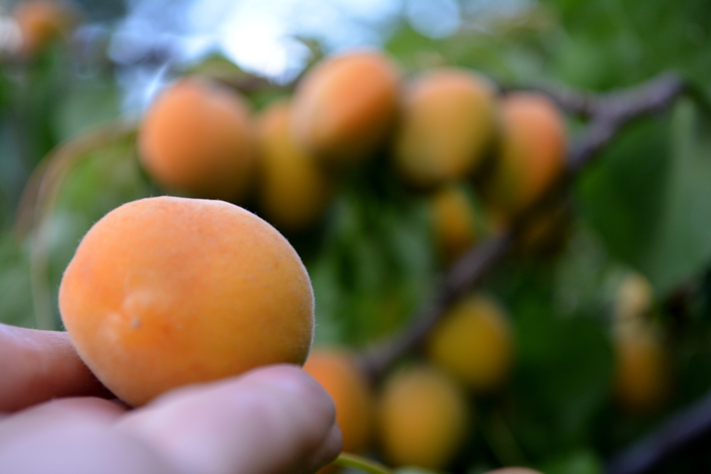 FruitShare3 FruitShare3