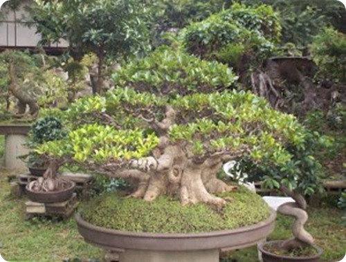 ficus bonsai7