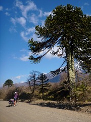 Checking out the ancient and strange Araucania (Monkey Puzzle) trees in Parque Nacional Lanin, Argentina.