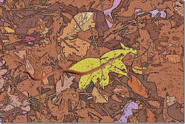 snake on leaves-2
