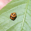 Asian Lady Beetle Pupa