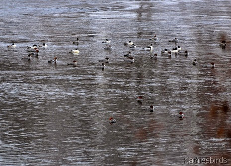 DSC_0508 Common Mergansers Topsham-kab