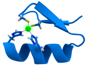 Zinc finger - Cys2His2 zinc finger motif, consisting of an α helix and an antiparallel β sheet. The zinc ion (green) is coordinated by two histidine residues and two cysteine residues.