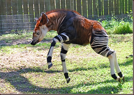 Amazing Animal Pictures Okapi (9)