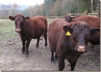 20111122 BHW cattle in Cpt 4a (4)