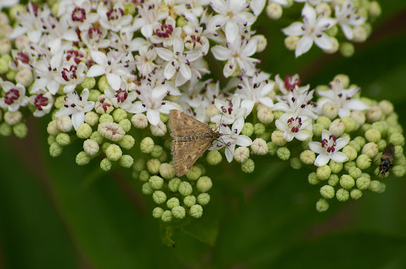 Crambidae : Pyraustinae : Pyrausta despicata (SCOPOLI, 1763). Les Hautes-Lisières (Rouvres, 28), 11 juin 2011. Photo : J.-M. Gayman
