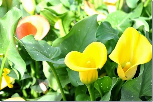 [clip_image002%255B5%255D%255B2%255D.jpg]