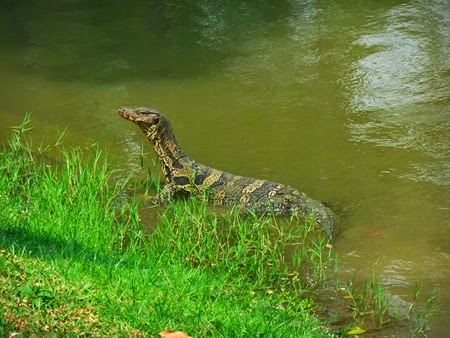 un lagarto del parque Lumpini