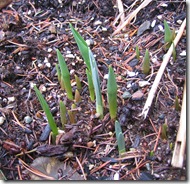 spring-first-signs-2
