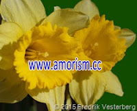 DSC01071 (1) Blomma Påskliljor med amorism