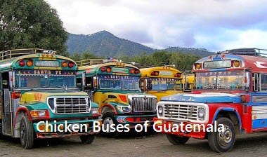 chicken-buses