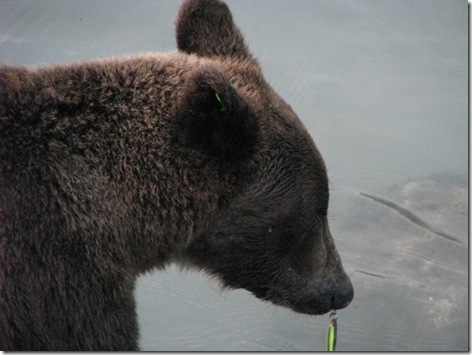 Brown Bear feeding at Chilkoot Lake 8-16-2011 7-16-55 PM 3264x2448