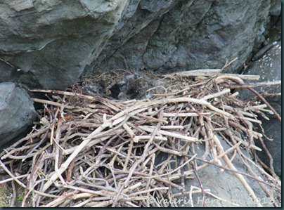 9-ravens-nest