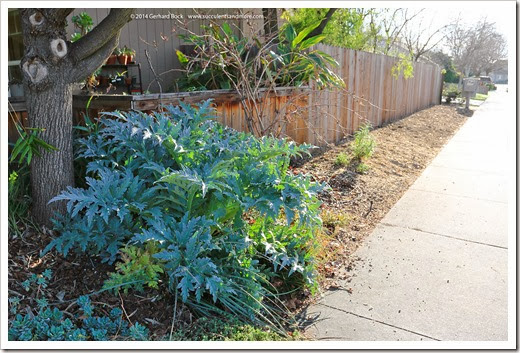 140308_globe_artichoke_007