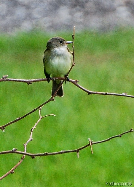 14. Willow flycatcher-kab
