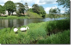 carmichael nesting swans