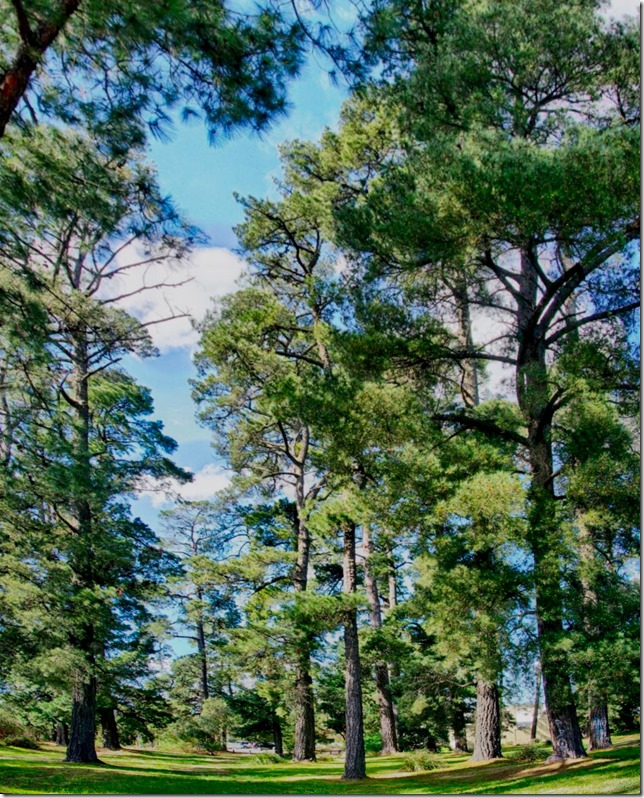 in the pines pano after striaghtening out