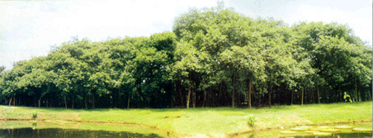 The Great Banyan Tree (Ficus benghalensis L.)