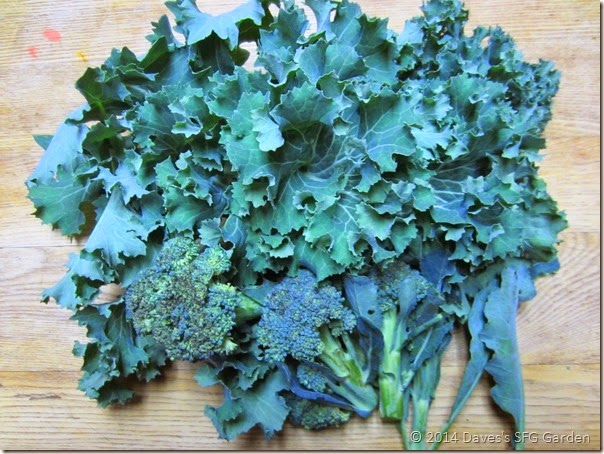 Kale