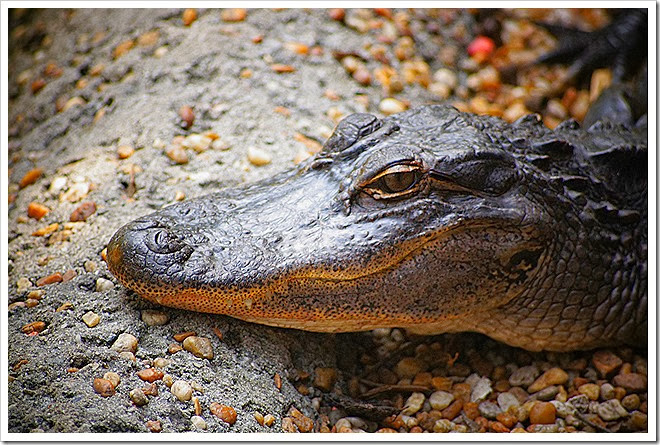 public-domain-pictures-alligator-1 (296)