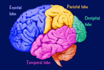 cerebral hemisphere lobes