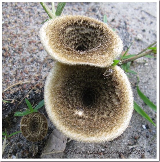 06-23-mushrooms
