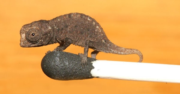 tiny-chameleon-3%255B12%255D.