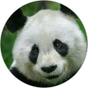 Amanda da pandas profile picture