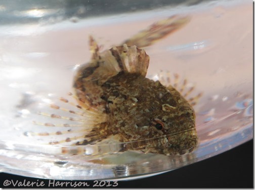 10-Long-spined-Sea-Scorpion-(Taurulus-bubalis)