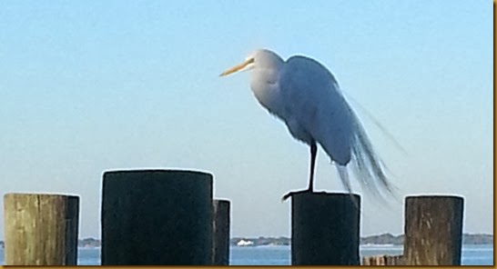 egret on post at dry dock restaurant