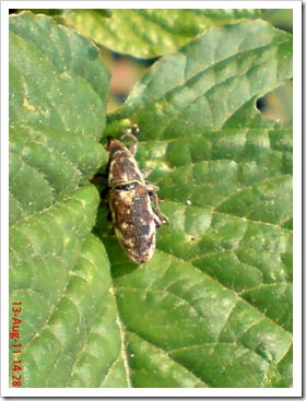 kumbang weevil mating