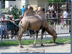 0292 Alberta Calgary - Calgary Zoo Destination Africa - Eurasia - Bactrian Camel