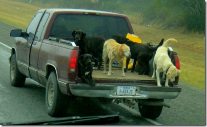 dogs-in-car