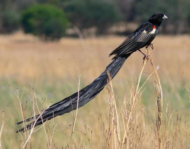 Burung emprit/pipit yang berekor panjang Burung emprit/pipit yang berekor panjang