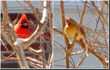 snow cardinals