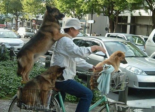 [dogs_083%255B2%255D.jpg]