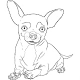 how-to-draw-a-chihuahua-step-6.jpg