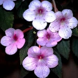 [Achimenes%2520Peach%2520Blossom%255B2%255D.jpg]