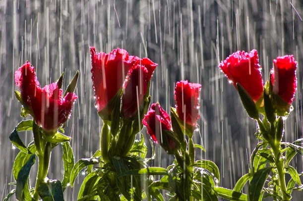 flowers in the rain