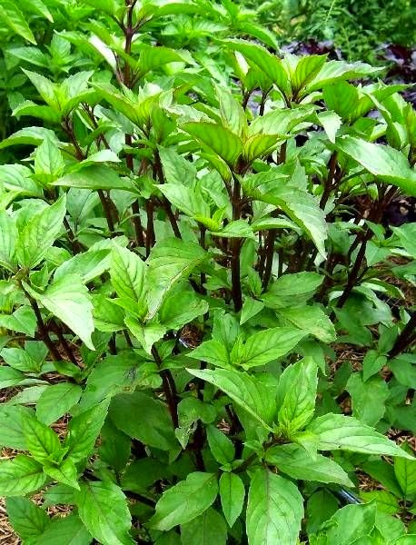 [hung_que_thongtan1%255B2%255D.jpg]